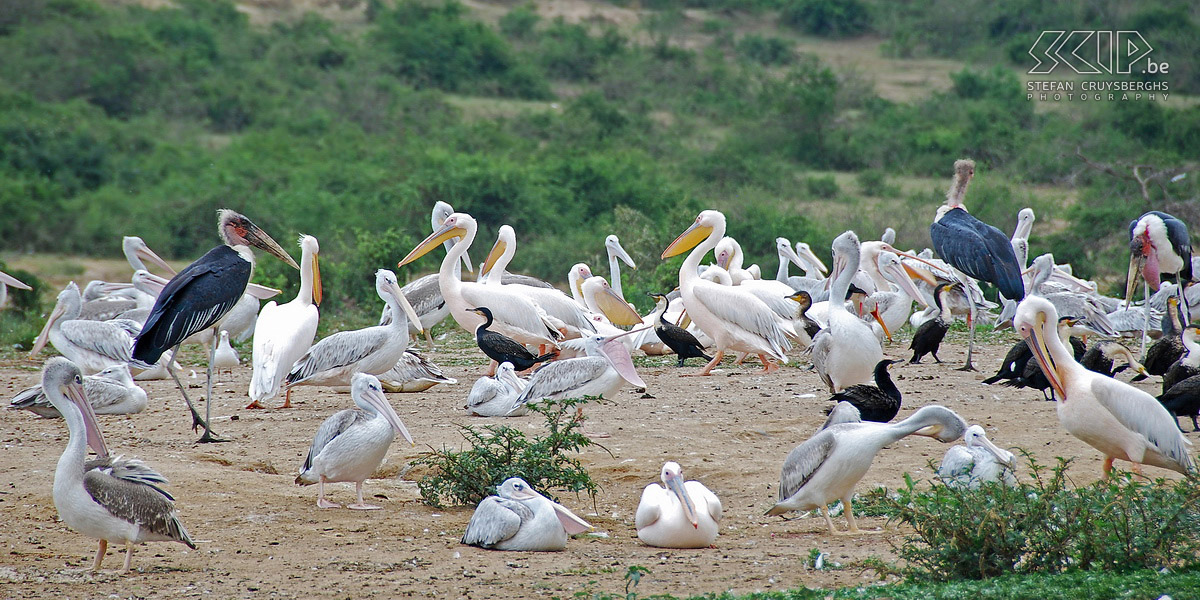 Queen Elizabeth - Pelicans and a marabou storks The river banks are full of birds such as cormorants, pelicans and marabou storks. Stefan Cruysberghs